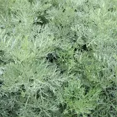 Arborix 6 x Artemisia 'Powis Castle' - Bijvoet pot 9x9 cm