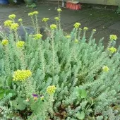Arborix 6 x Sedum Reflexum - Tripmadam pot 9x9cm