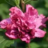 Arborix Hibiscus Syriacus 'Duc De Brabant' - Altheastruik 40-60 cm pot
