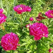 Arborix 6 x Paeonia 'Karl Rosenfield' - Tuinpioen pot 9x9cm