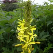 Arborix 6 x Asphodeline Lutea - Jonkerlelie pot 9x9cm
