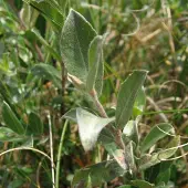 Arborix Salix Repens - Kruipende wilg 50-60 cm pot