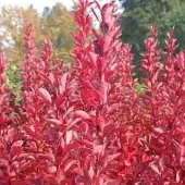 Arborix Berberis Thunbergii 'Red Rocket' - Zuurbes 25-30 cm in pot