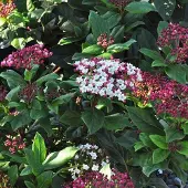 Arborix Viburnum Tinus 'Gwenllian' - Viburnum 25-30 cm in pot