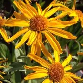 Arborix 6 x Helenium Hoopesii - Zonnekruid pot 9x9cm