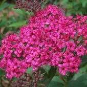 Arborix Spiraea japonica 'Anthony Waterer' - Spierstruik 25-30 cm in pot