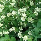 Arborix Philadelphus 'Bouquet Blanc' - Boerenjasmijn 50-60 cm in pot