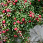 Arborix Cotoneaster Microphyllus - Dwergmispel 30-40 cm in pot
