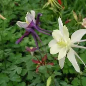 Arborix 6 x Aquilegia Dragonfly Hybrids - Akelei pot 9x9cm