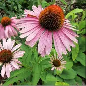 Arborix 6 x Echinacea Purpurea 'Magnus' - Zonnehoed pot 9x9cm