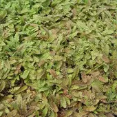 Arborix 6 x Leptinella Potentillina - Speldenkussenplant pot 9x9cm
