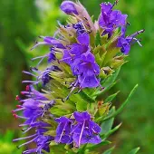 Arborix 6 x Hyssopus Officinalis - Hyssop pot 9x9cm