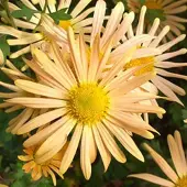 Arborix 6 x Chrysanthemum 'Mary Stoker' - Margriet pot 9x9cm
