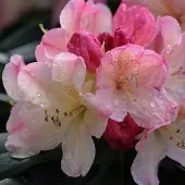 Arborix Rhododendron 'Percy Wiseman' 40-50 cm pot