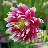 Arborix 6 x Aquilegia 'Nora Barlow' - Akelei pot 9x9cm