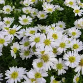 Arborix 6 x Aster Dumosus 'Schneekissen' - Herfstaster pot 9x9cm