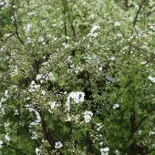 Arborix Spiraea Cinerea 'Graciosa' - Struikspirea 40-60 cm pot