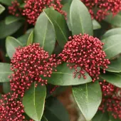 Arborix Skimmia Japonica 'Rubella' - Skimmia 30-35 cm pot