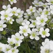Arborix 6 x Saxifraga 'Schneeteppich' - Steenbreek pot 9x9cm