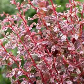 Arborix Berberis Dart's 'Harlequin' - Zuurbes 30-40 cm in pot