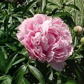 Arborix 3 x Paeonia 'Sarah Bernhardt' - Tuinpioen pot 9x9cm