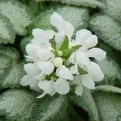 Arborix 6 x Lamium Maculatum 'White Nancy' - Dovenetel pot 9x9cm