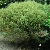 Arborix Salix Purpurea 'Nana' - Bittere wilg;Dwergwilg 30-40 cm pot