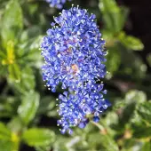 Arborix Ceanothus 'Italian Skies' - Amerikaanse sering 30-40 cm pot