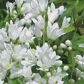 Arborix Deutzia Gracilis 'Nikko' - Bruidsbloem 25-30 cm in pot