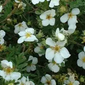 Arborix Potentilla Fruticosa 'Abbotswood' - Ganzerik|Vijfvingerkruid 25-30 cm in pot