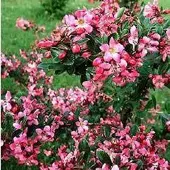 Arborix Escallonia 'Donard Radiance' - Escallonia 40-50 cm in pot