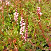 Arborix 6 x Persicaria Vacciniifolia - Duizendknoop pot 9x9cm
