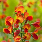 Arborix Cytisus 'Lena' - Brem 40-60 cm in pot