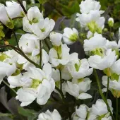Arborix 6 x Arabis Caucasica 'Bakkely' - Rijstebrij pot 9x9 cm