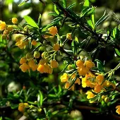 Arborix Berberis Stenophylla - Zuurbes 40-50 cm pot