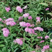 Arborix Spiraea Japonica 'Genpei' - Spierstruik 25-30 cm in pot