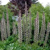 Arborix 6 x Acanthus Mollis - Berkelauw pot 9x9 cm