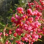 Arborix Euonymus Europaeus - Kardinaalsmuts 60-80 cm pot