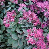 Arborix 6 x Sedum Cauticola 'Lidakense' - Vetkruid pot 9x9cm