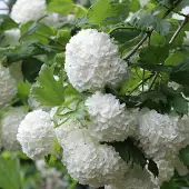 Arborix Viburnum Opulus - Gelderse roos 40-60 cm in pot