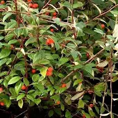 Arborix COTONEASTER FRANCHETII - Dwergmispel 60-80 cm in pot