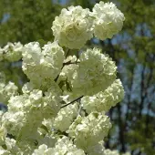 Arborix Viburnum plicatum 'Grandiflorum' - Sneeuwbal 40-60 cm in pot