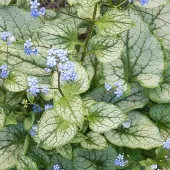Arborix 6 x Brunnera Macrophylla - Kaaps-Vergeet-Me-Nietje pot 9x9cm