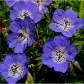 Arborix 3 x Geranium 'Jolly Bee' - Ooievaarsbek pot 9x9cm