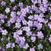 Arborix 6 x Phlox 'Lilac Cloud' - Vlambloem pot 9x9cm