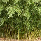 Arborix Fargesia robusta 'Formidable' 40-50cm - Sterke en sierlijke bamboeplant