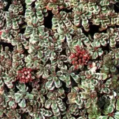 Arborix 6 x Sedum Spurium 'Variegatum' - Vetkruid pot 9x9cm