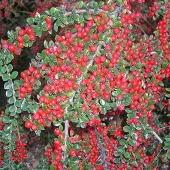 Arborix Cotoneaster horizontalis - Dwergmispel 20-25 cm in pot