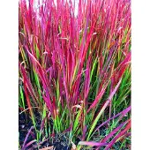 GRDplanten 6x Japans Bloedgras - Imperata cylindrica 'Red Baron'