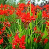 Arborix 6 x Crocosmia Masoniorum - Montbretia pot 9x9cm